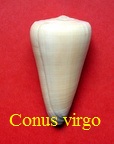 Conus virgo, Linne 1758